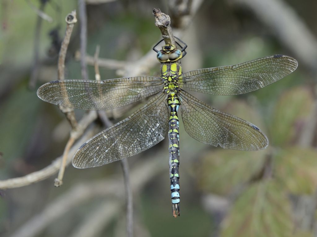 Una Cyanea ancora intatta....